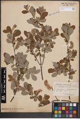 Foto von Salix cinerea L.